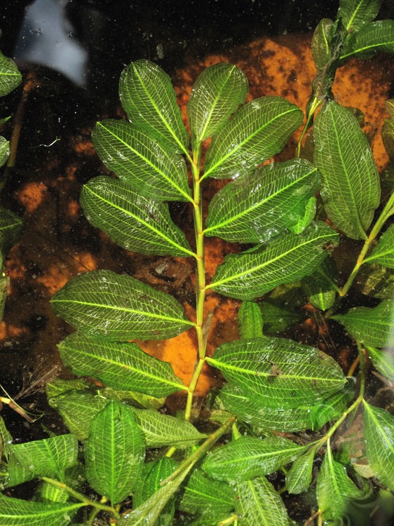 Potamogeton lucens
